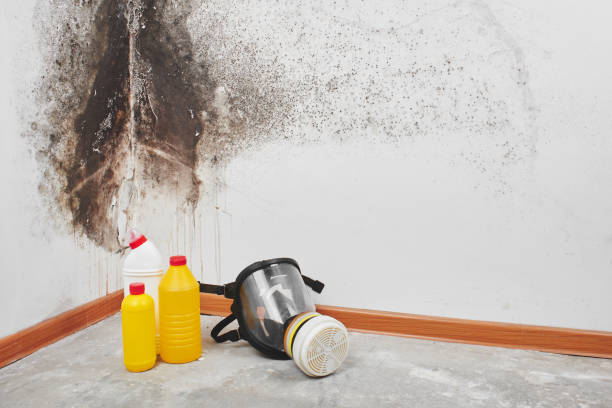 Best Mold Removal Process  in Lexington, VA