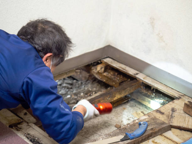 Best Affordable Mold Removal  in Lexington, VA