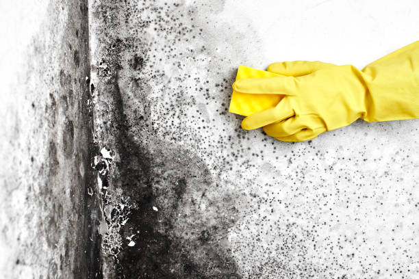 Best Same-Day Mold Removal  in Lexington, VA