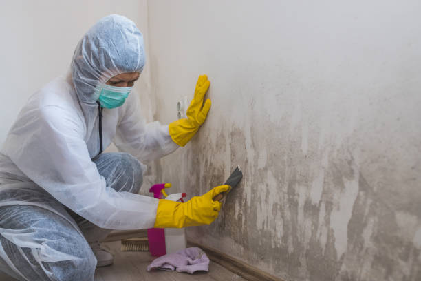 Mold Removal Process in Lexington, VA