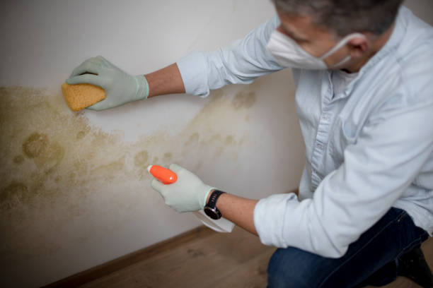 Best Mold Removal Near Me  in Lexington, VA