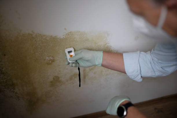 Professional Mold Removal in Lexington, VA