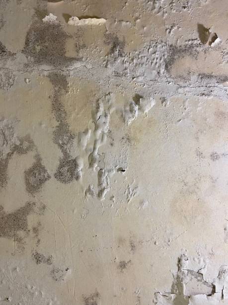 Best Attic Mold Removal  in Lexington, VA