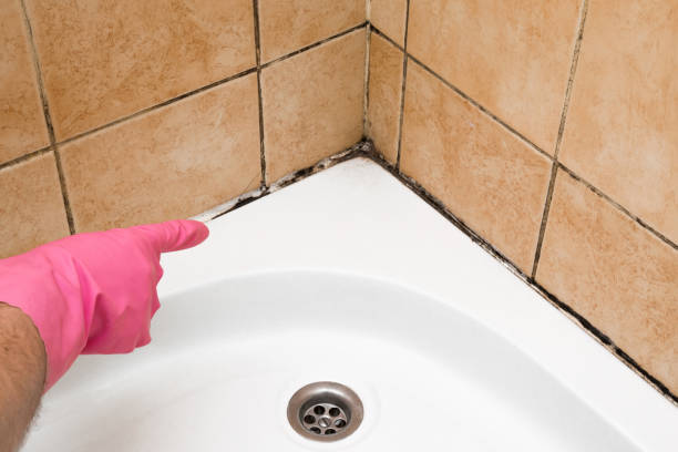 Best Mold Damage Repair  in Lexington, VA