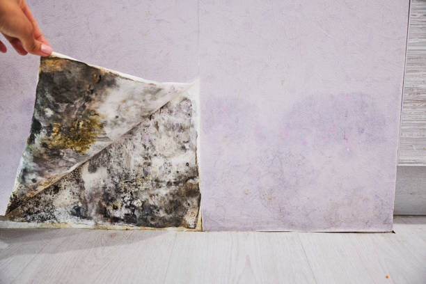 Best Mold Testing  in Lexington, VA